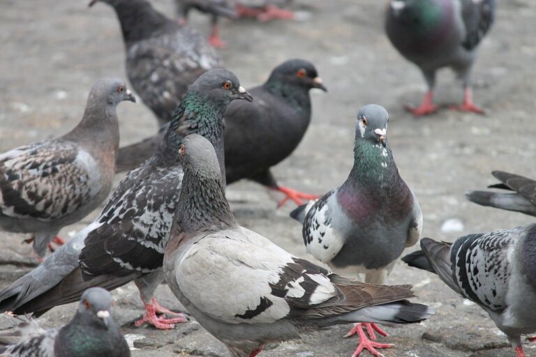 Voederverbod op meerdere locaties om vogel- en rattenoverlast tegen te gaan