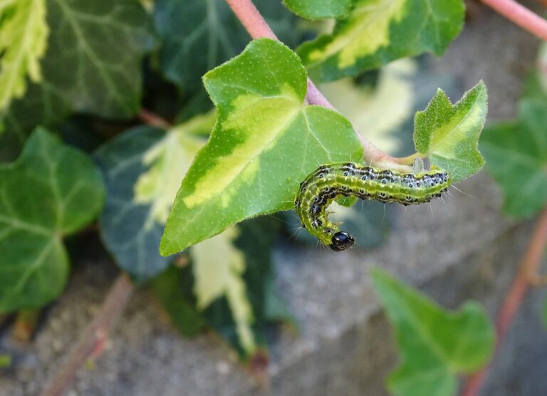 Controleer je buxus, de buxusrups is er weer!