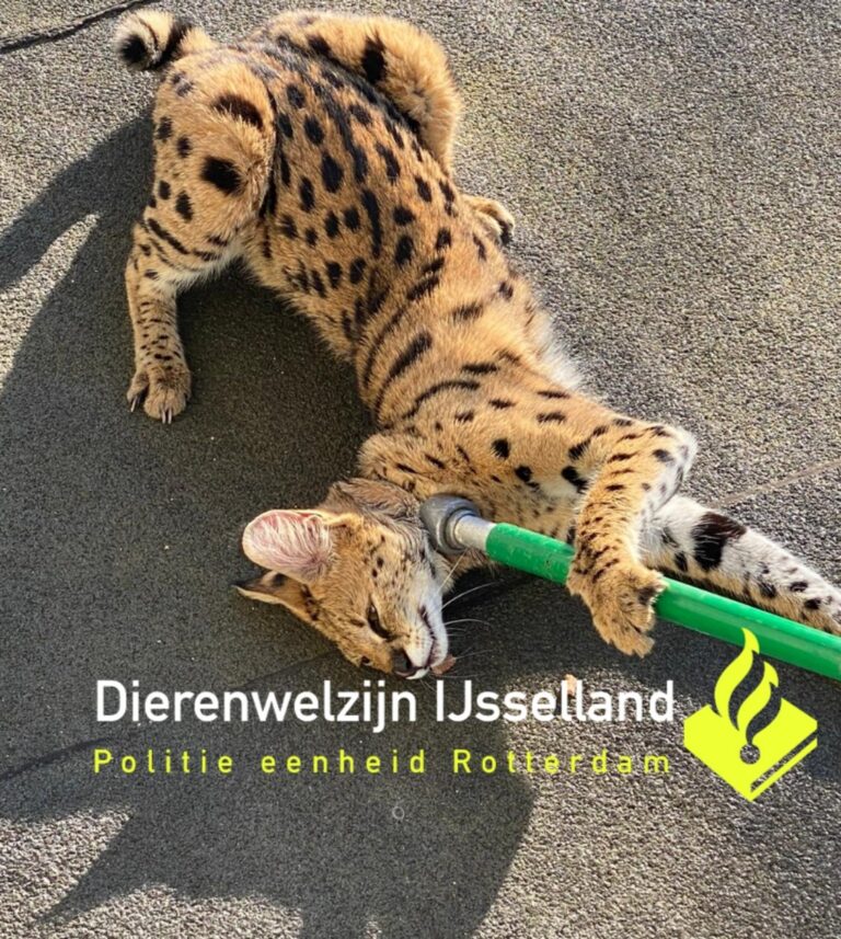 Ontsnapte Serval snel gevangen, buurt vol met vragen