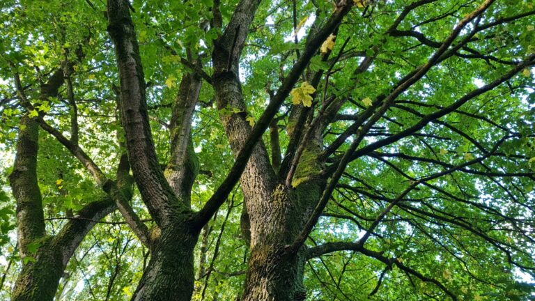 Excursies in het Schollebos en meepraten over de toekomst