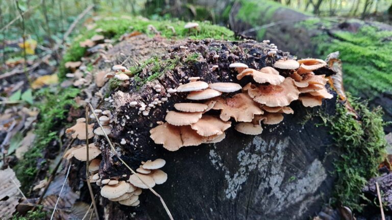 Herfstspeurtocht in het Schollebos