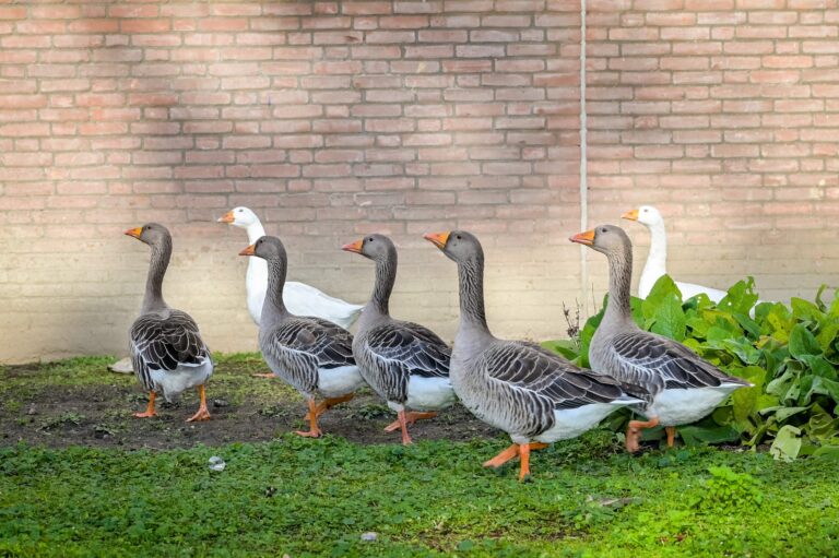 Gemeente laat deel ganzenpopulatie vangen in strijd tegen overlast