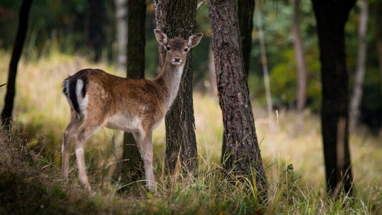 Loslopend damhert gesignaleerd in wijk Middelwatering