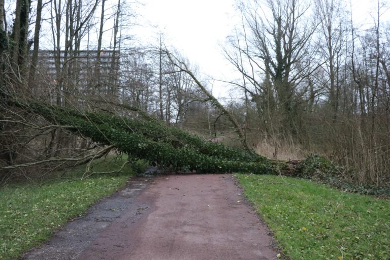 Oproep gemeente: Blijf uit het Schollebos en Hitlandbos, het is te gevaarlijk