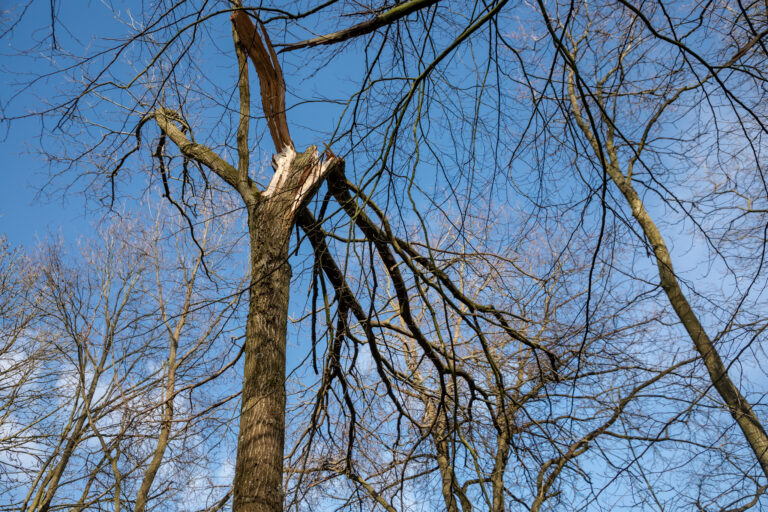 Gemeente langer bezig met stormschade Schollebos