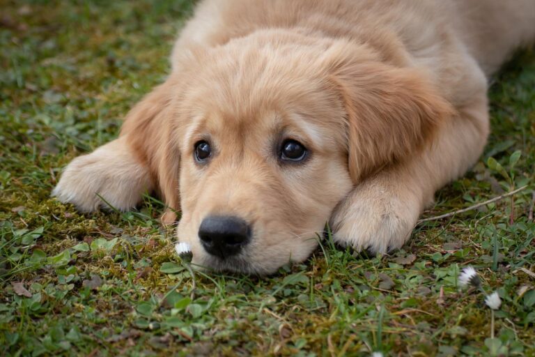 Ziekmakende parasiet heerst onder honden