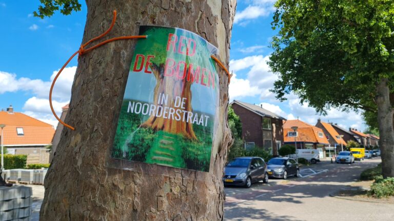 Oude Platanen Noorderstraat moeten worden gerooid