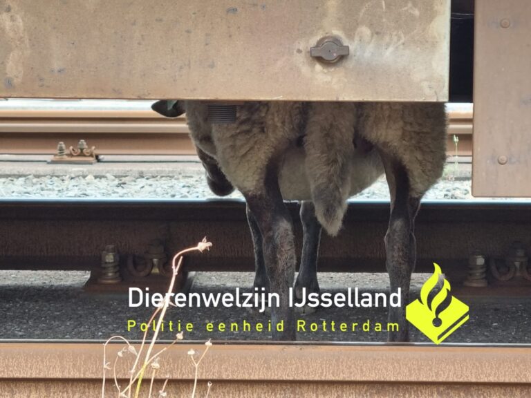 Schaap aangereden door metro nabij station Capelsebrug