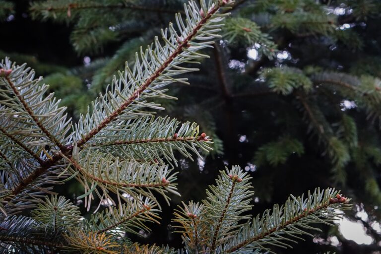 Krimpen op zoek naar kerstbomenverkoper voor op het Raadhuisplein