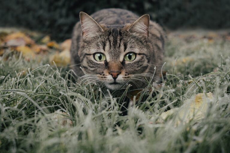 Brandweer zoekt naar kat in ondergrondse container