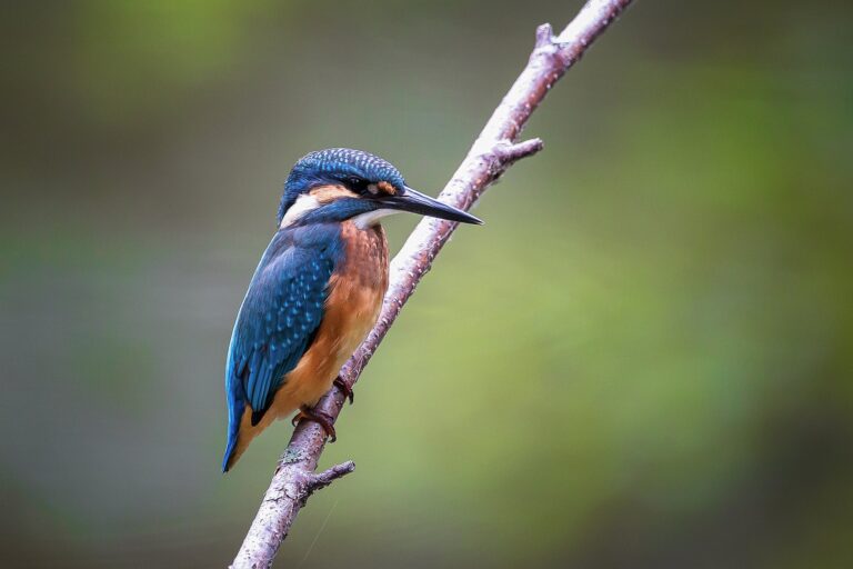 Zuidplas aantrekkelijk voor vogelspotters