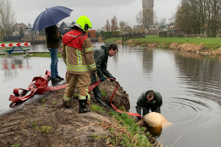 Vier dode schapen in water langs weilanden Breekade-pad Noord