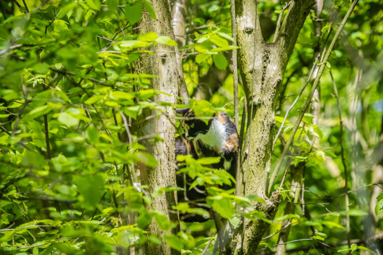 Brandweer haalt katje uit de boom in Schollebos