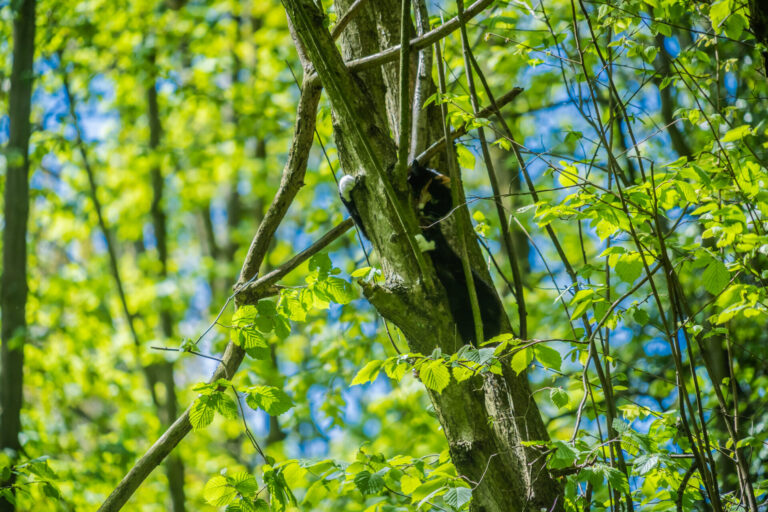 Gemeente Capelle brengt bomenbestand in het Schollebos beter op orde