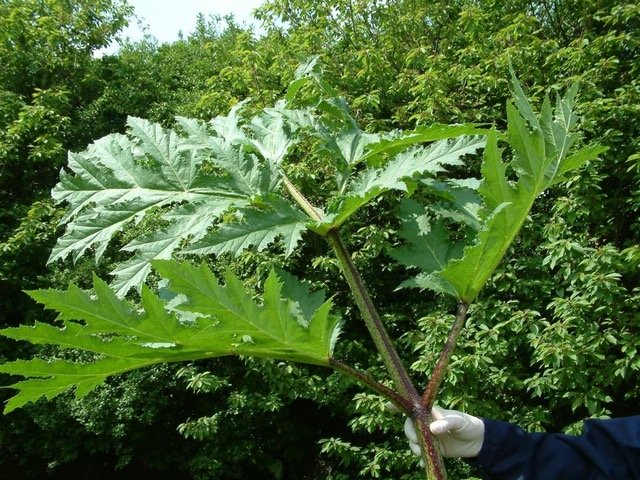 Opnieuw vrijwilligers gezocht voor bestrijden Reuzenberenklauw in Schollebos