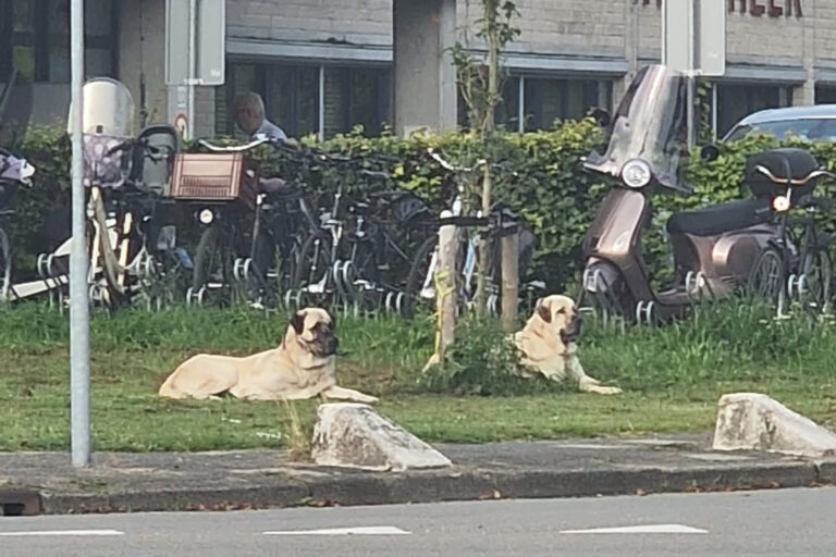 Eerste hond afgepakt na dodelijk bijtincident, nu ook twee nieuwe honden in beslag genomen