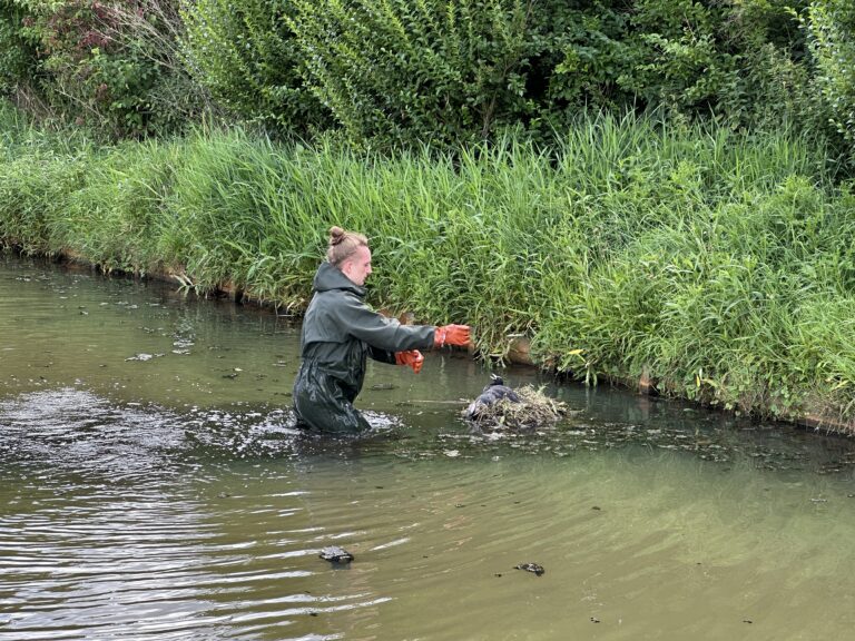 Brandweer redt vleugellamme Meerkoet uit sloot