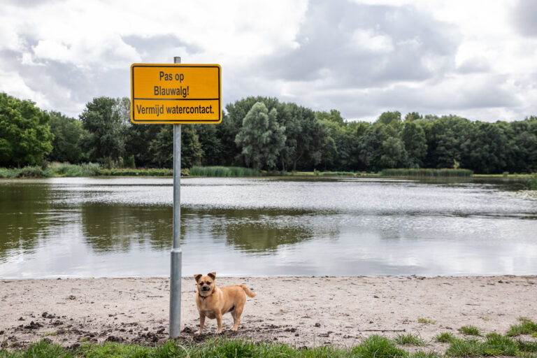 Blauwalg geconstateerd in vijver Schollebos, advies om water te mijden