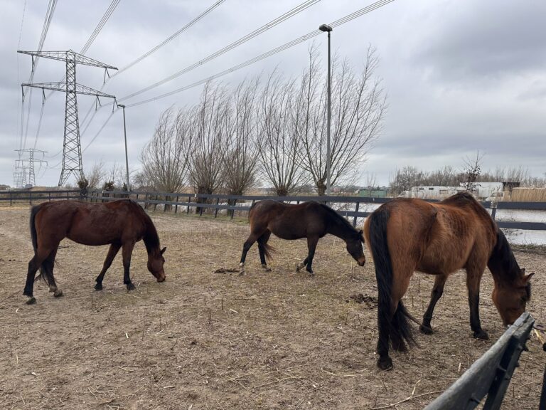 Taakstraf en houdverbod voor verwaarlozing paarden