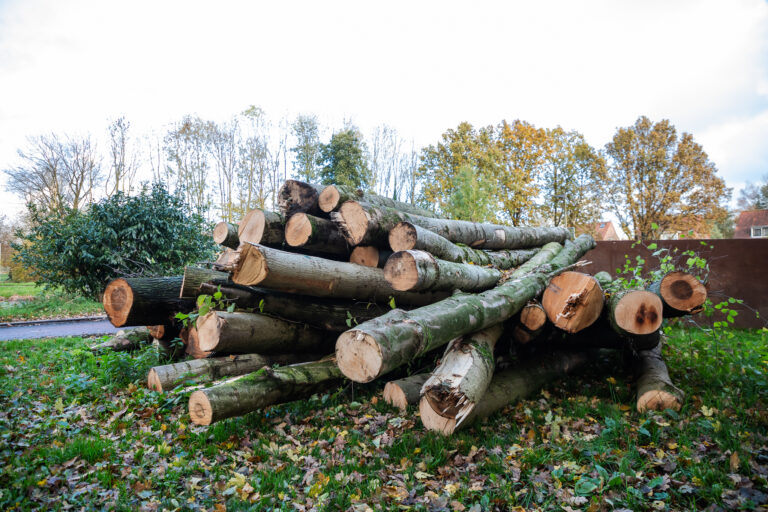 Opgelet: nachtelijke afsluitingen Abram van Rijckevorselweg vanwege onderhoud bomen