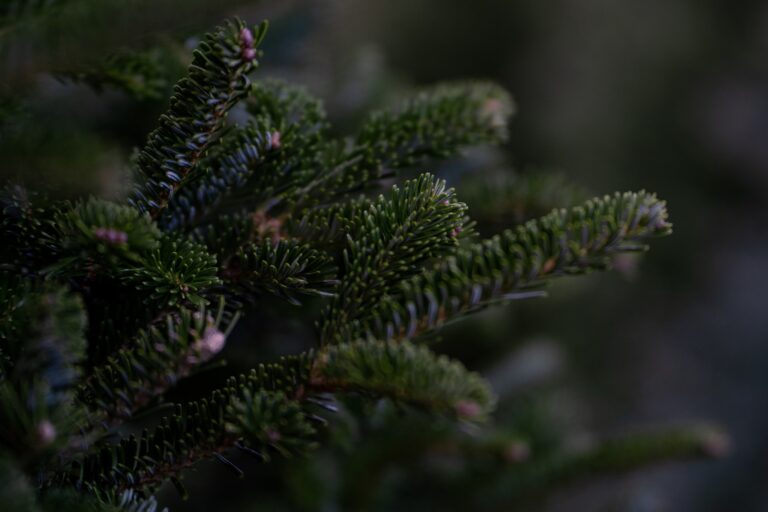 Kerst voorbij: hier kan je jouw kerstboom inleveren