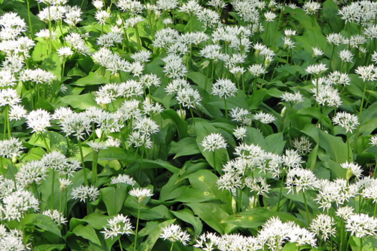 Lente-excursie in het Schollebos