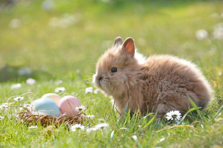 Paaseitjes zoeken en andere activiteiten op kinderboerderij Klaverweide