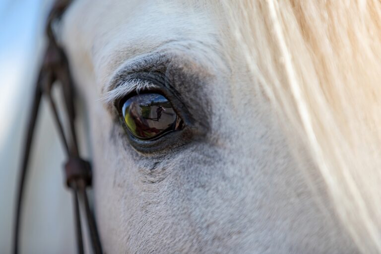 Paard slaat op hol door brommer op ruiterpad: “voor het paard is het afwachten”