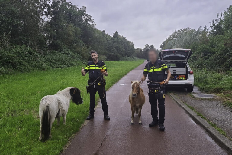 Agenten vangen ontsnapte pony’s