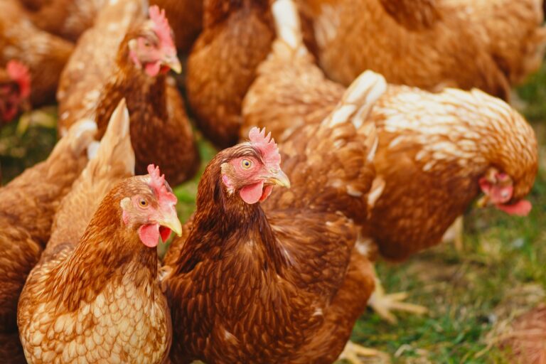 Landelijke ophok- en afschermplicht pluimvee na uitbraak vogelgriep