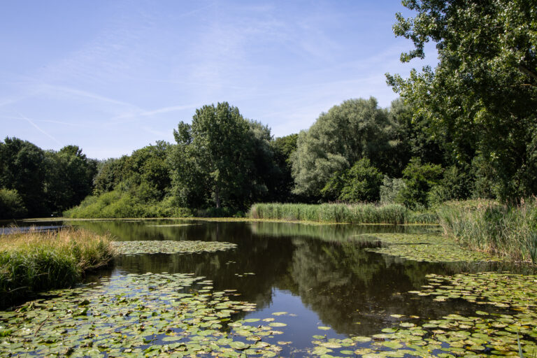 Gemeente ziet meer mensen die zwemmen in Schollebos: ‘onduidelijk of kwaliteit voldoende is’