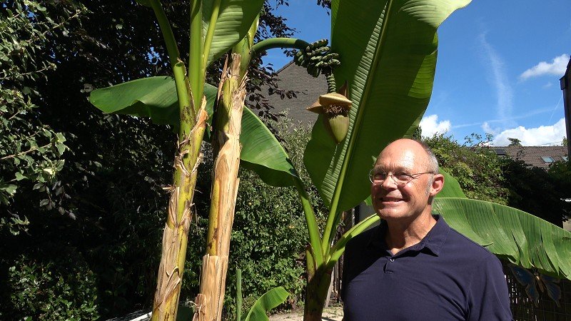 Bananenboom