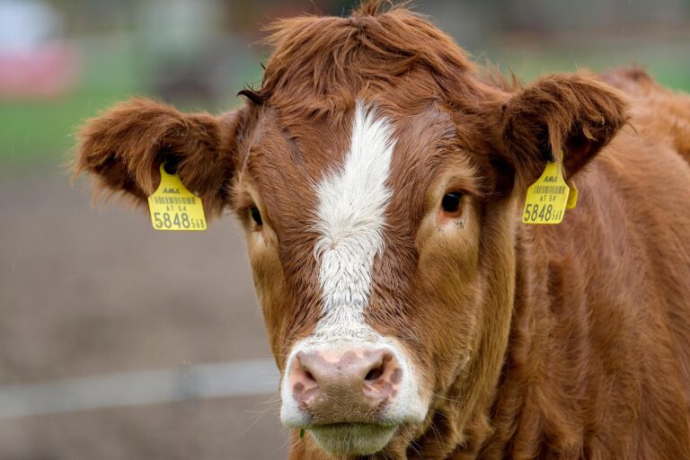 Dierenactivisten aangehouden bij slachthuis Nieuwerkerk aan den IJssel
