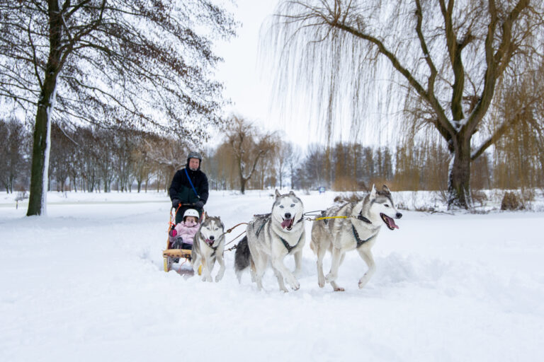 Huskysledetocht op golfbaan in Park Hitland