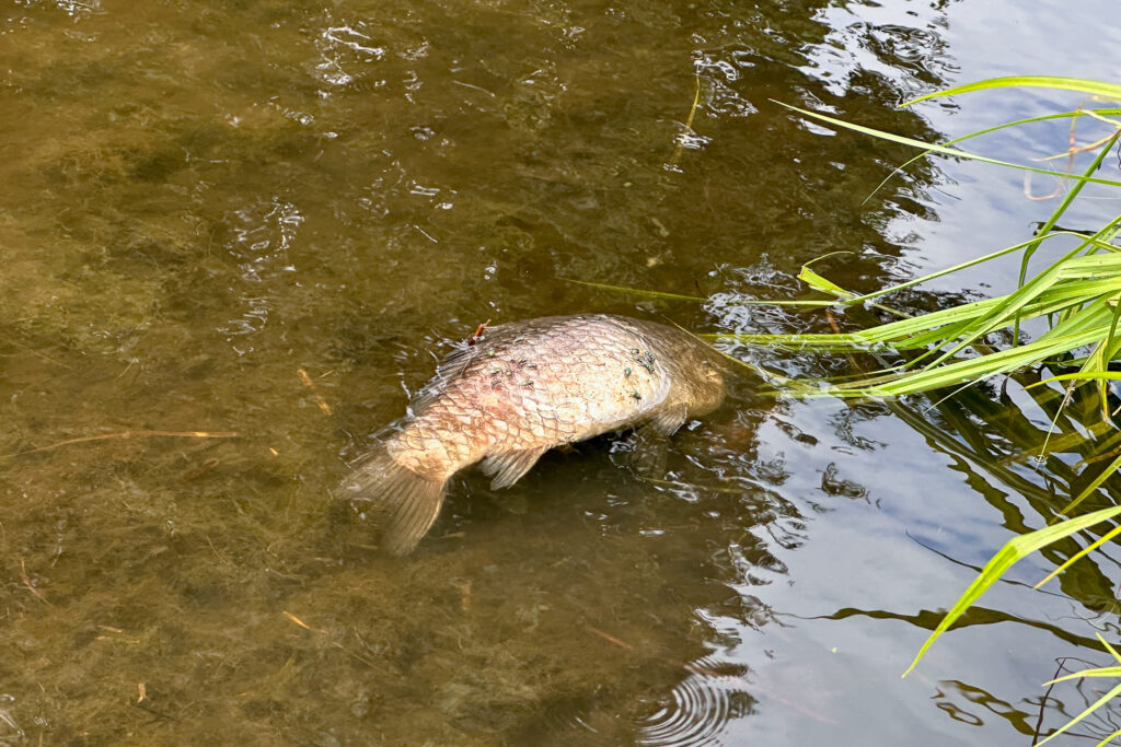 Veel dode vissen en watervogels in regio, mogelijk link met recente weer