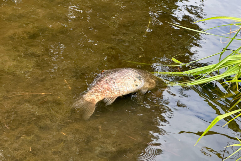 Veel dode vissen en watervogels in regio, mogelijk link met recente weer