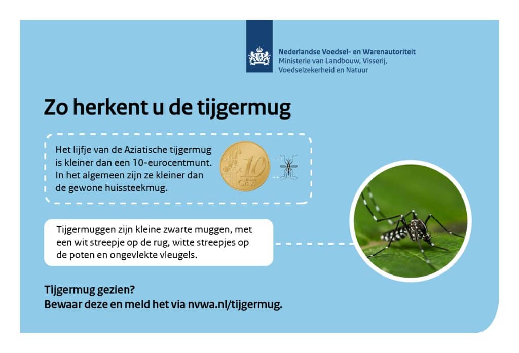 Bron: Nederlandse Voedsel- en Warenautoriteit (NVWA). Zo herken je de Aziatische tijgermug